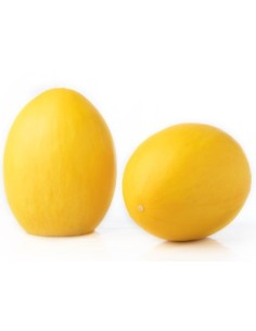 Semilla melón Indurain F1 (híbrida) (1.000 semillas)