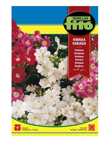 Llavor Verbena Hibrida variada