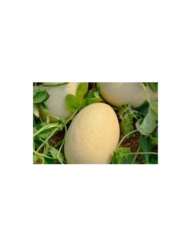 Semilla melón Ferreira F1 (híbrida) (1.000 semillas)
