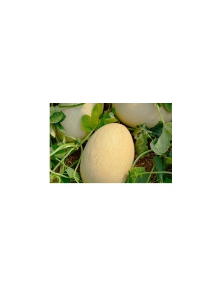 Semilla melón Ferreira F1 (híbrida) (1.000 semillas)