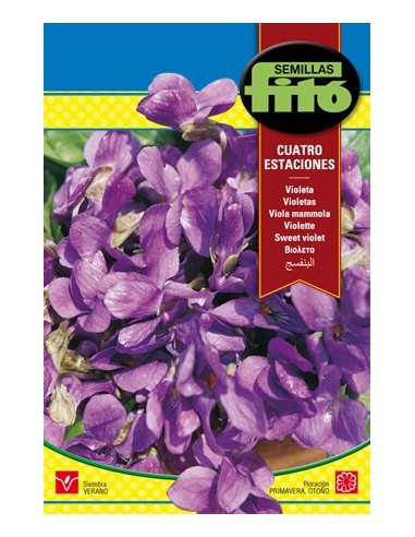Llavor Violeta quatre estacions
