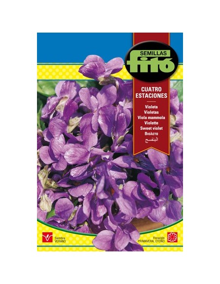 Semente de violeta quatro estações em Germigarden