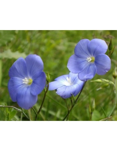 Llavor lli (ecològica)