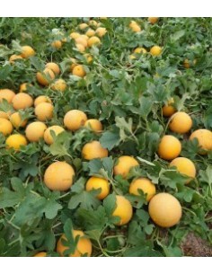 Semilla melón Mojacar F1 (híbrida) (1.000 semillas) 2