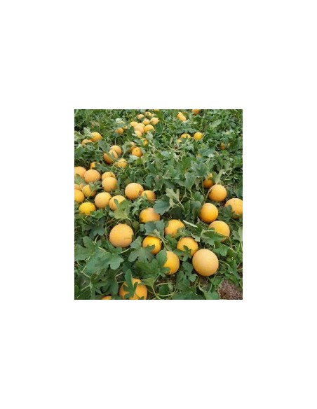 Graine Melon Mojacar F1 (hybride) (1 000 graines)
