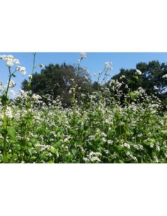 Llavor barreja de flors d'estiu (ecològic)