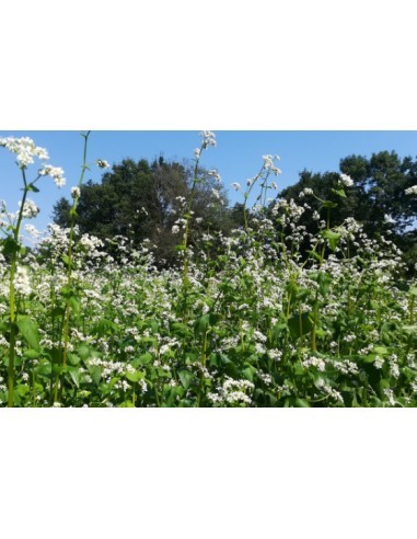 Graine de fleurs d'été (biologique)