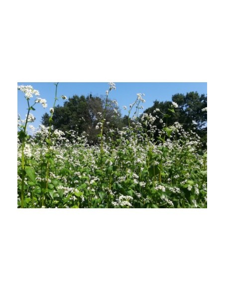 Graine de fleurs d'été (biologique)