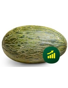 Semilla melón Claudio F1 (híbrida) (1.000 semillas)