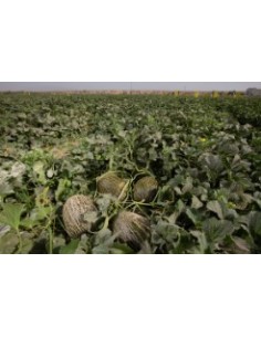 Semilla melón Arroyo F1 (híbrida) (1.000 semillas) 2