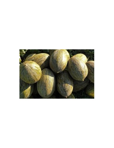 Semilla melón Montiel F1 (híbrida) (1.000 semillas)