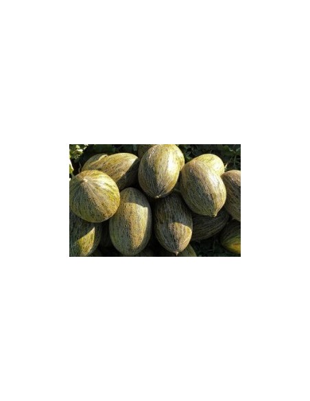 Semilla melón Montiel F1 (híbrida) (1.000 semillas)