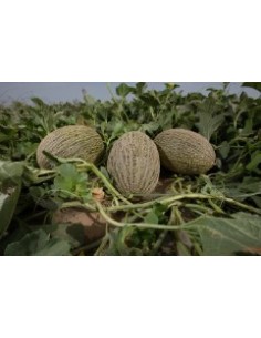 Semilla melón Callejon F1 (híbrida) (1.000 semillas) 2