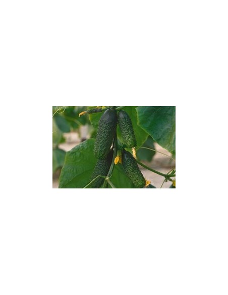 Graine Concombre Baezal F1 (hybride) (1 000 graines)