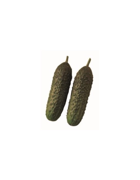 Semilla pepino Aljibe F1 (híbrida) (1.000 semillas)