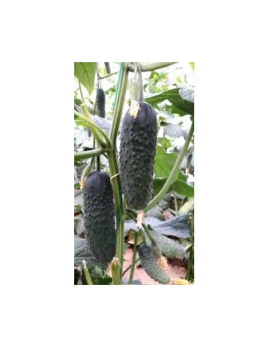 Semilla pepino Aljibe F1 (híbrida) (1.000 semillas)