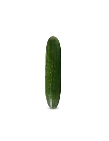 Semente de pepino Criville F1 (híbrida) (1.000 sementes)