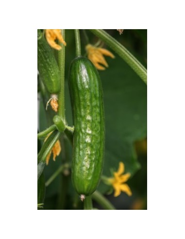 Semente de pepino Criville F1 (híbrida) (1.000 sementes)