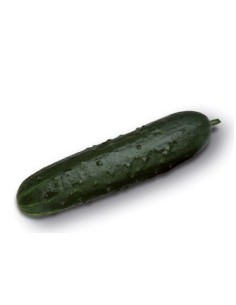 Semente de pepino Baezal F1 (híbrida) (1.000 sementes)