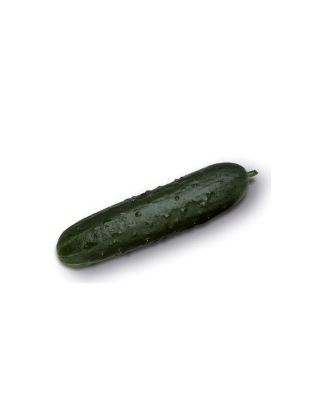 Semilla pepino Baezal F1 (híbrida) (1.000 semillas)