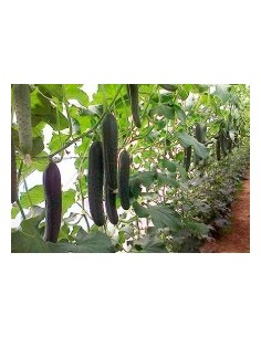 Llavor cogombre Baezal F1 (híbrida) (1.000 llavors) 2