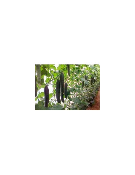 Semilla pepino Baezal F1 (híbrida) (1.000 semillas)