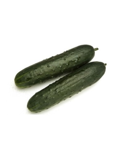 Semilla pepino Granada F1 (híbrida) (1.000 semillas)