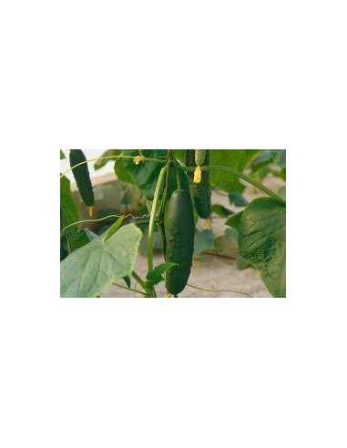Semilla pepino Granada F1 (híbrida) (1.000 semillas)