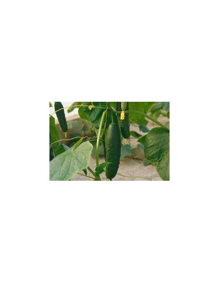 Semente de pepino Granada F1 (híbrida) (1.000 sementes)