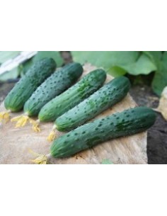 Semente de pepino Normando F1 (híbrida) (1.000 sementes) 2
