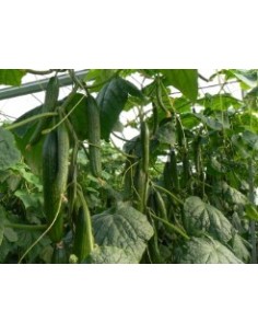 Semilla pepino Bambú F1 (híbrida) (1.000 semillas) 2