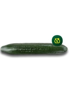 Semilla pepino Drago F1 (híbrida) (1.000 semillas)