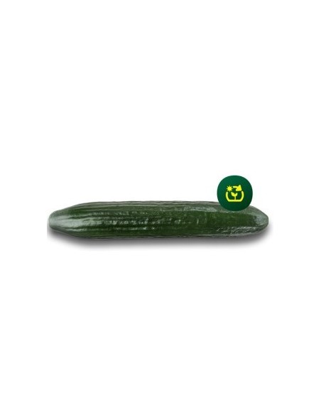Semilla pepino Drago F1 (híbrida) (1.000 semillas)