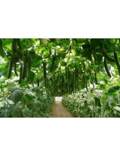 Semilla pepino Drago F1 (híbrida) (1.000 semillas) 2