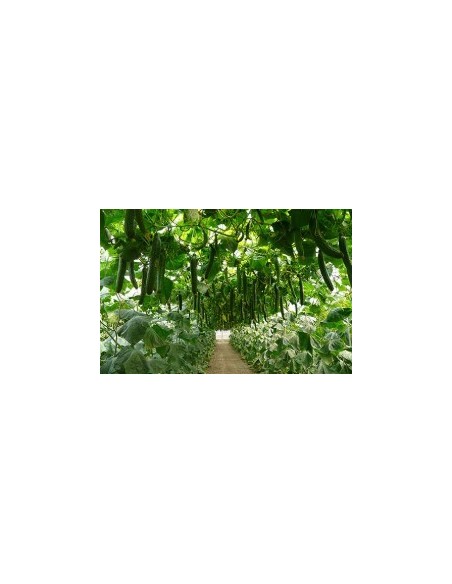 Semilla pepino Drago F1 (híbrida) (1.000 semillas)