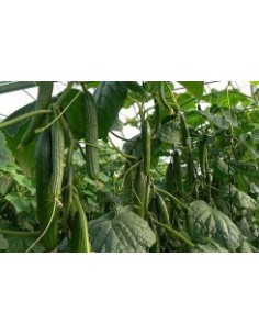 Semilla pepino Baezal F1 (híbrida) (1.000 semillas) 2
