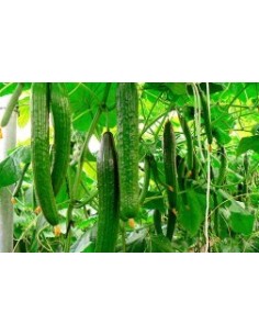 Semente de pepino Madroño F1 (híbrida) (1.000 sementes) 2
