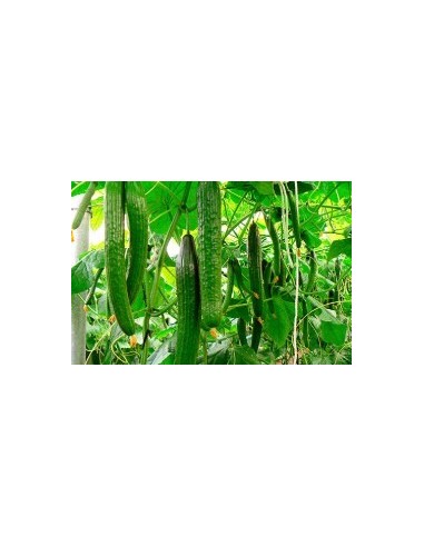 Semente de pepino Madroño F1 (híbrida) (1.000 sementes)