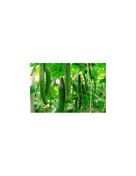 Semilla pepino Madroño F1 (híbrida) (1.000 semillas)