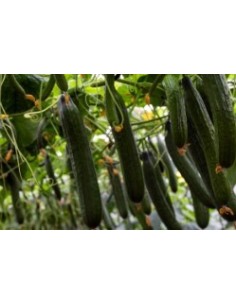 Llavor cogombre Caobado F1 (híbrida) (1.000 llavors) 2