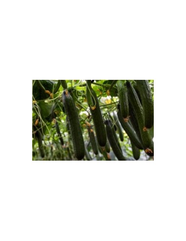 Semilla pepino Caobado F1 (híbrida) (1.000 semillas)