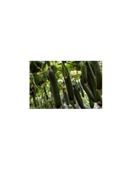 Semilla pepino Caobado F1 (híbrida) (1.000 semillas)