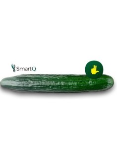 Semilla pepino Nairobi F1 (híbrida) (1.000 semillas)