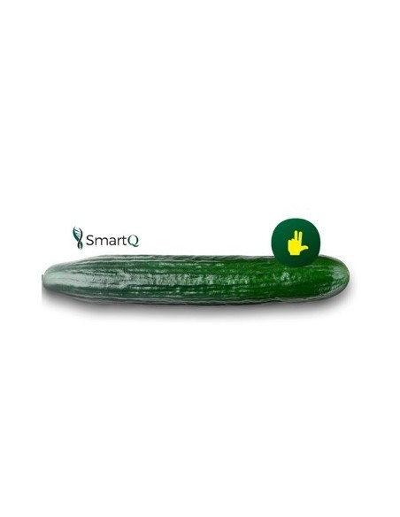 Semilla pepino Nairobi F1 (híbrida) (1.000 semillas)