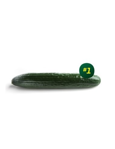 Semilla pepino Encina F1 (híbrida) (1.000 semillas)