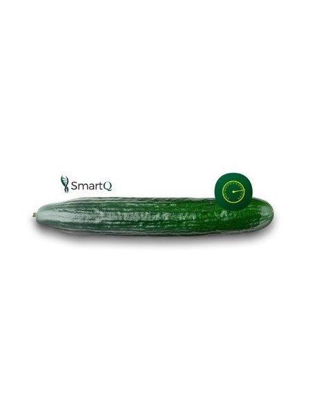 Semilla pepino Tejo F1 (híbrida) (1.000 semillas)