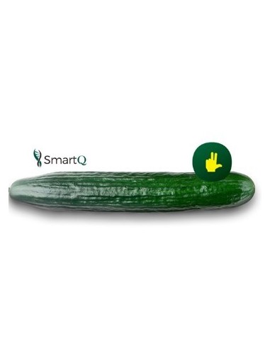 Semente de pepino Mitre F1 (híbrida) (1.000 sementes)