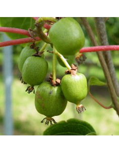 Kiwi Geneva (vaso de 15 cm Ø)