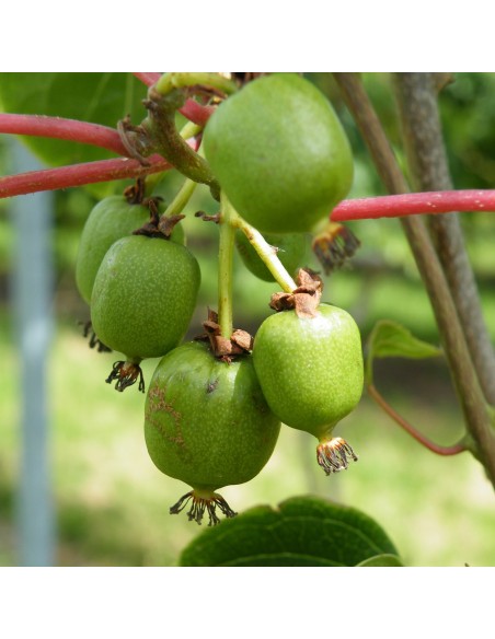 Kiwi Geneva (pot 15 cm Ø).
