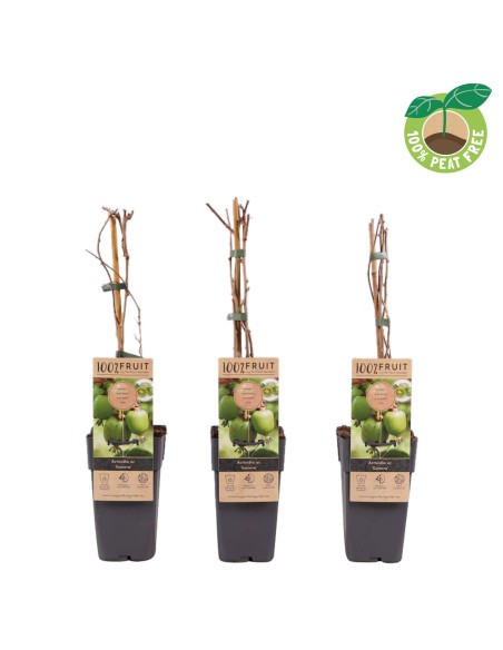 Kiwi Geneva (pot 15 cm Ø).